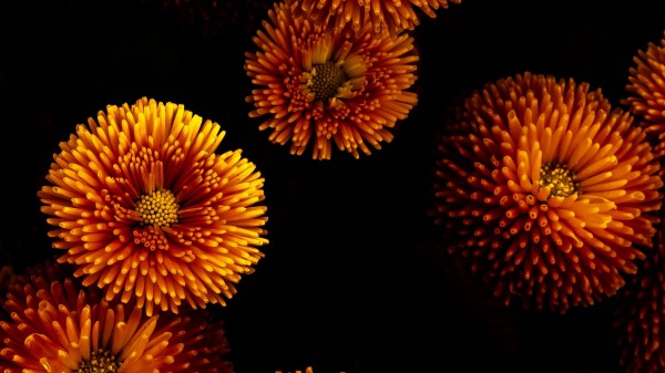 Chrysanthemums Flowers Bloom wallpaper