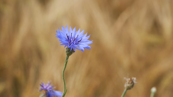 Cornflower Flower Wildflower Wallpaper