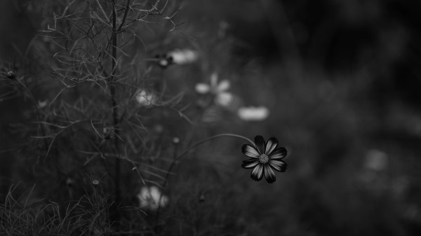 Cosmos Flower Bw Wallpaper