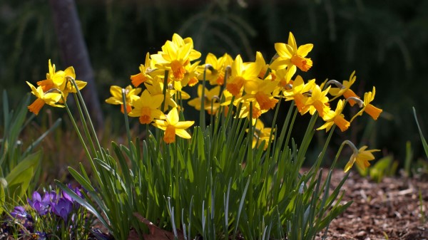 Daffodils Crocuses Flowers Spring Sunny Meado wallpaper