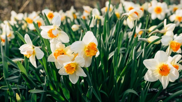 Daffodils Flowers Flower Bed wallpaper
