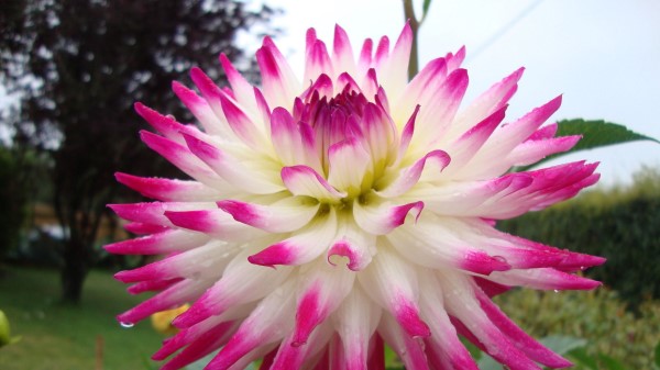 Dahlia Flower Bright Wet Drop Flowerbe Wallpaper