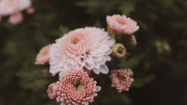 Dahlia Flowers Bloom Wallpaper