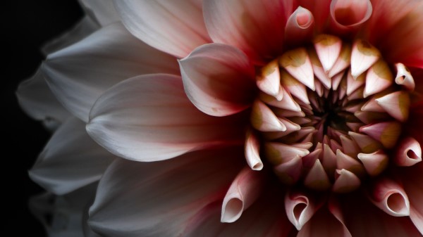 Dahlia Petals Flowers Wallpaper