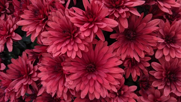 Dahlias Flowers Pink wallpaper