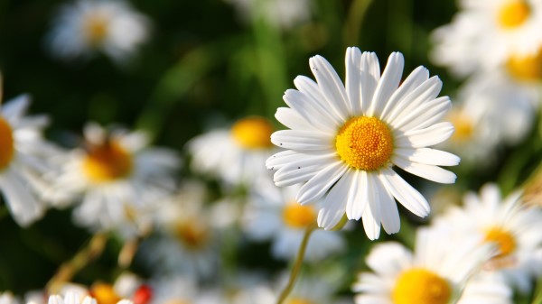 Daisies Flowers Field Blurriness  4k Wallpaper