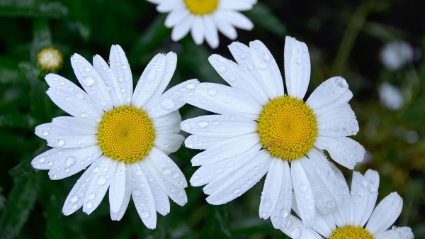 Daisies Flowers Field Drops Dew Wallpaper