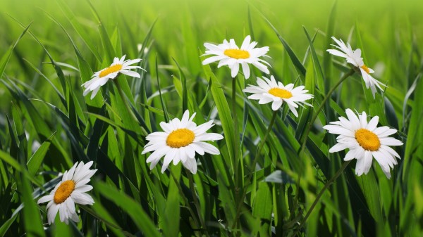Daisies Flowers Grass Green Blur 4k wallpaper