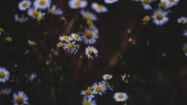 Daisies Flowers Insect Wallpaper