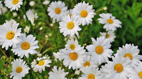 Daisies Flowers Petals Grass wallpaper