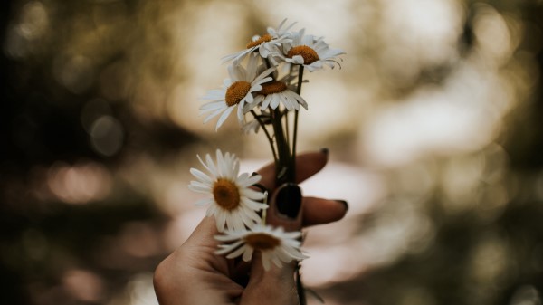 Daisies Flowers White Wallpaper