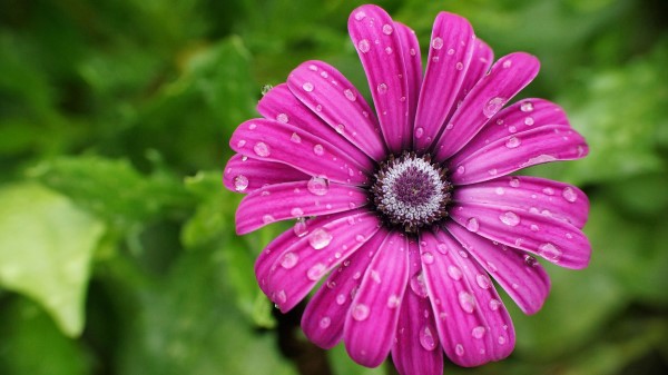 Daisy Flower Petals Wallpaper