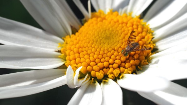 Daisy Insect Close Up wallpaper