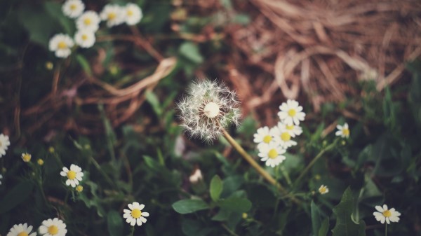 Dandelion Daisies Grass Wallpaper