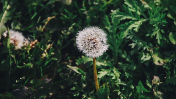 Dandelion Flower Grass wallpaper