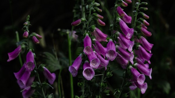 Digitalis Flower Bloom wallpaper