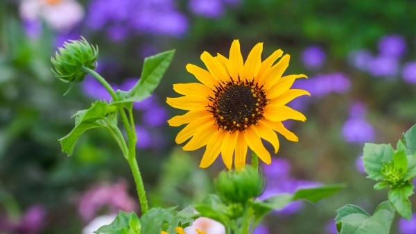 Flower Bloom Yellow wallpaper