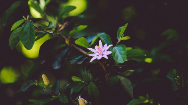 Flower Branch Bloom Leaves wallpaper