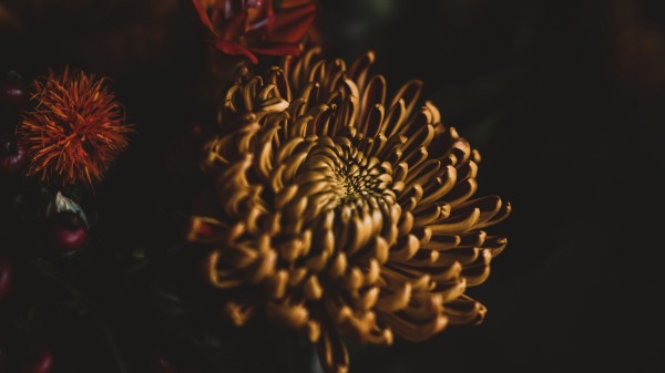 Flower Dark Bouquet wallpaper
