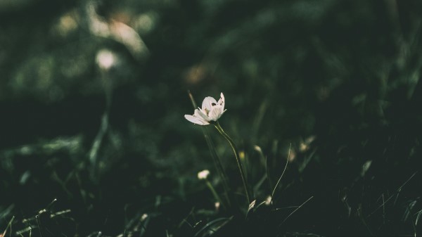 Flower Grass Blur wallpaper