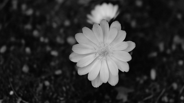 Flower Macro Bw wallpaper