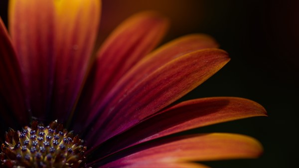 Flower Macro Petals Wallpaper