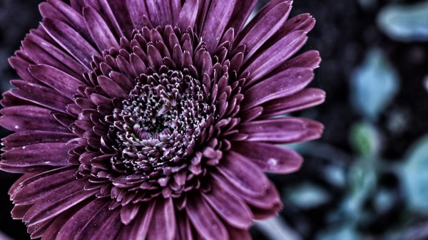 Flower Petals Bud Close Up wallpaper