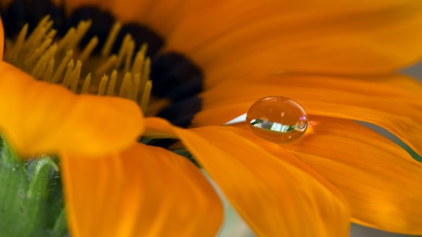 Flower Petals Drop Wallpaper