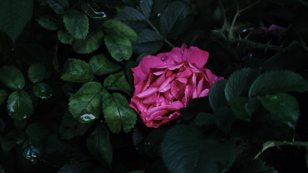 Flower Pink Drops wallpaper