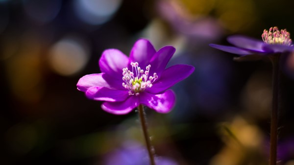 Flower Purple Macro wallpaper
