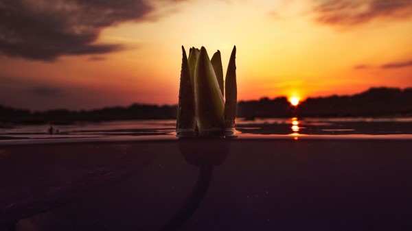 Flower Underwater Bud wallpaper