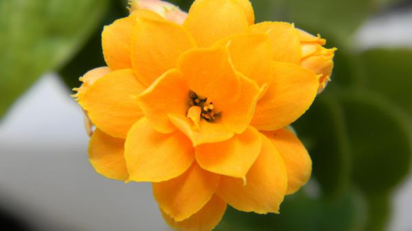 Flower Yellow Petals Close U Wallpaper