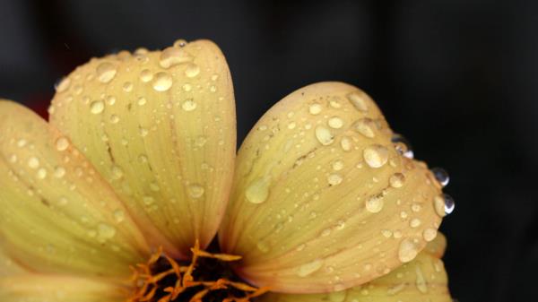 Flower Yellow Petals Image Wallpaper