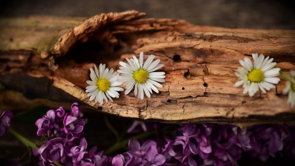 Flowers Bark Lilacs Daisies wallpaper