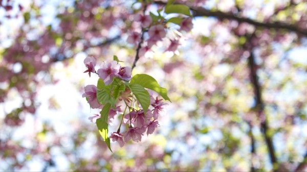 Flowers Bloom Branch Image wallpaper