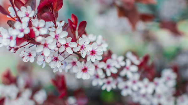 Flowers Bloom Branch Spring Image wallpaper