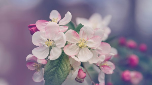 Flowers Bloom Spring Tree Image Wallpaper