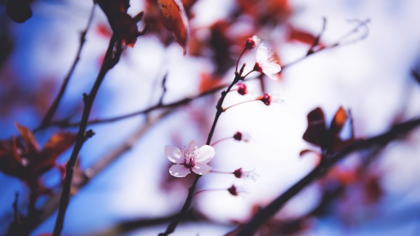 Flowers Blooming Spring Branch wallpaper