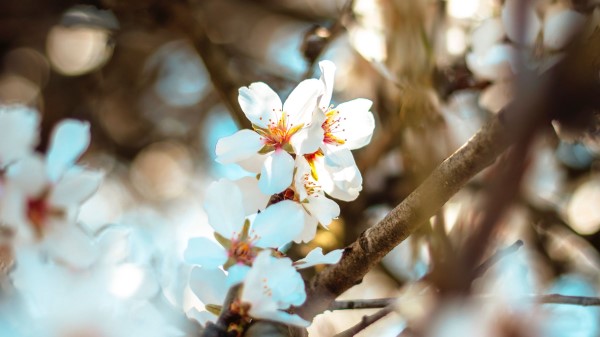 Flowers Branch Bloom Image wallpaper