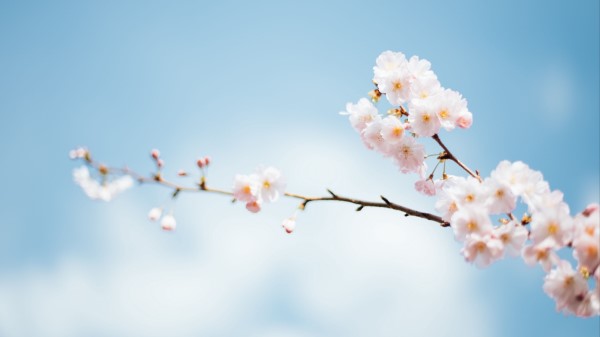 Flowers Branch Bloom Spring wallpaper