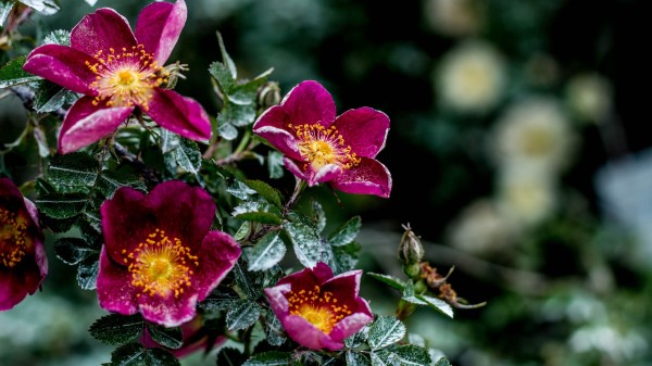 Flowers Bush Moisture wallpaper