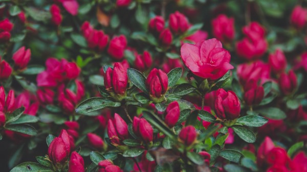 Flowers Bush Petals wallpaper