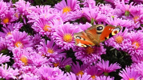 Flowers Butterfly Bright Wallpaper