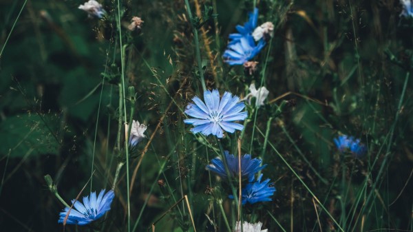 Flowers Chicory Grass wallpaper