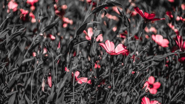 Flowers Field Bloom Image wallpaper