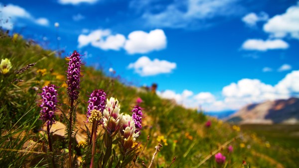 Flowers Field Summer Wallpaper