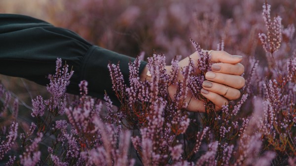 Flowers Inflorescences Purple wallpaper