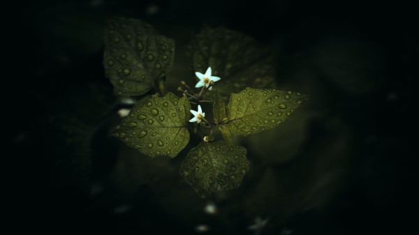 Flowers Leaves Drops Image Wallpaper