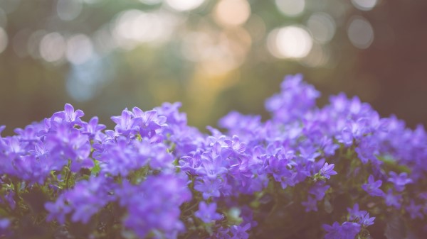 Flowers Lilac Blur wallpaper