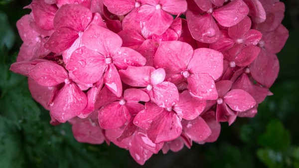 Flowers Petals Pink Drops Wallpaper